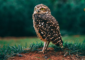Burrowing Owl