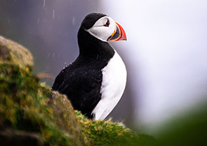 Puffin